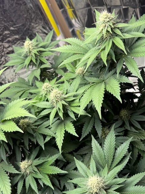 Blue Dream — flower, day 86