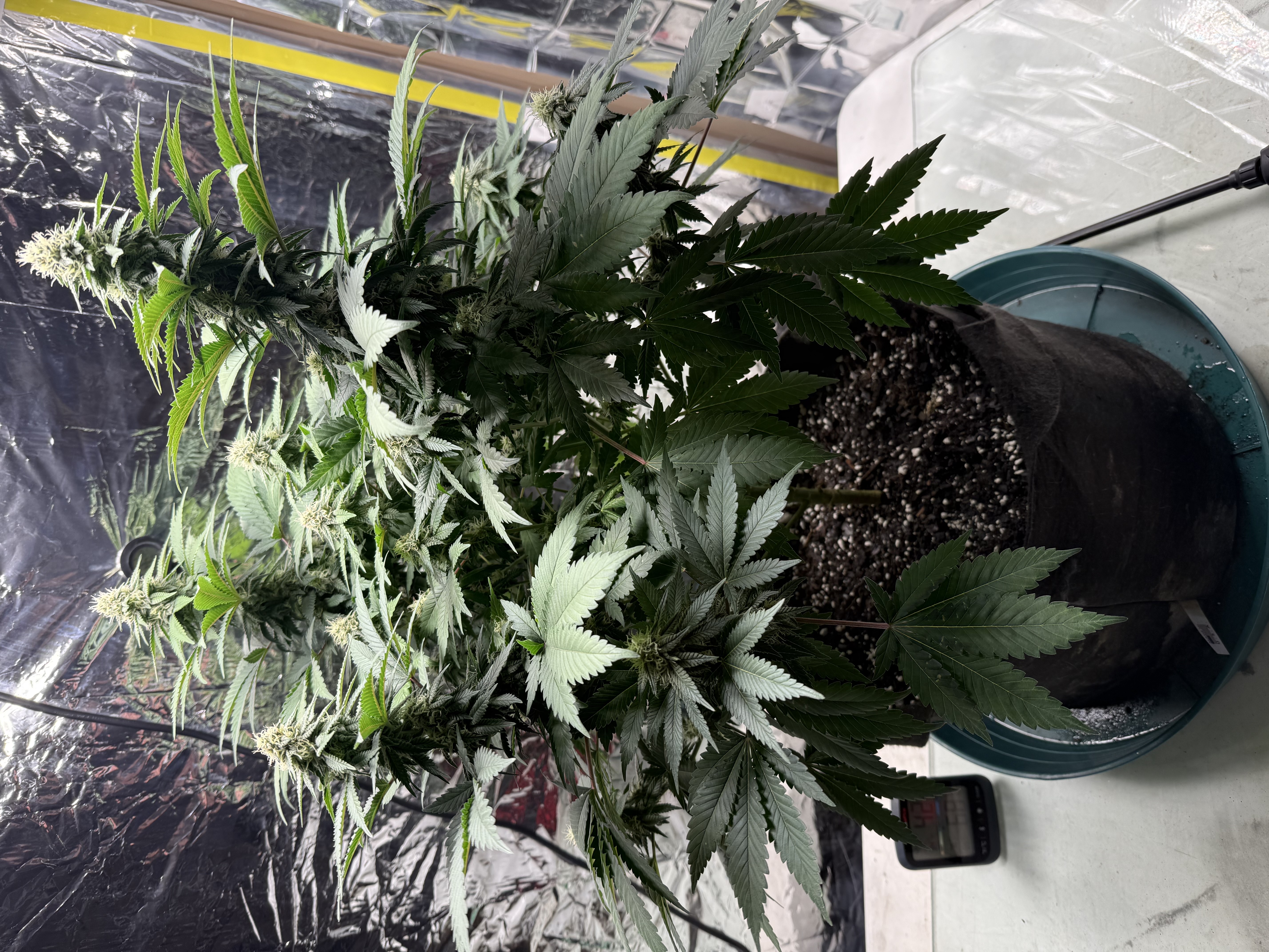 Blue Dream — flower, day 88