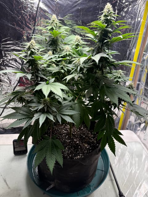 Blue Dream — flower, day 88