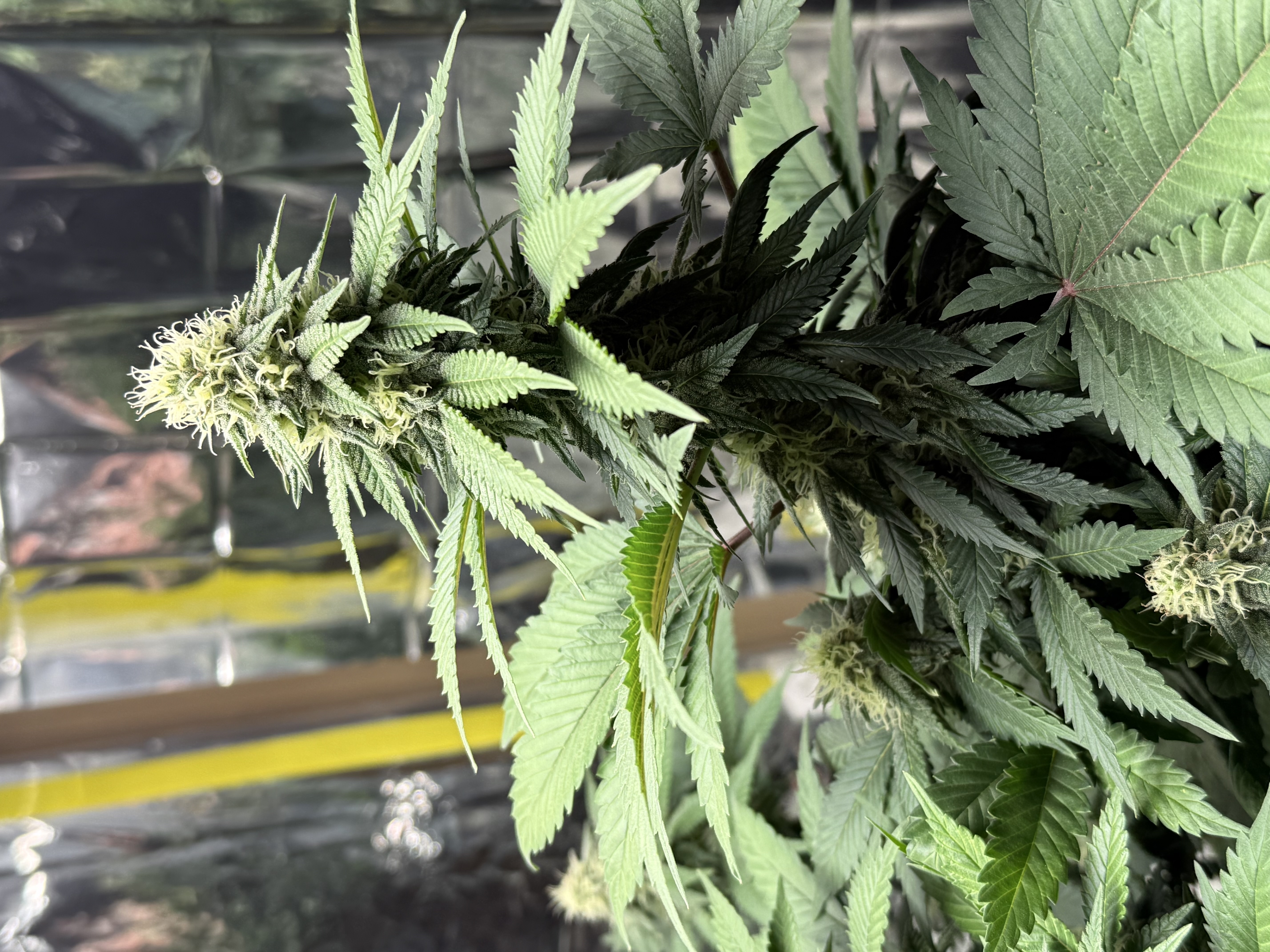 Blue Dream — flower, day 88