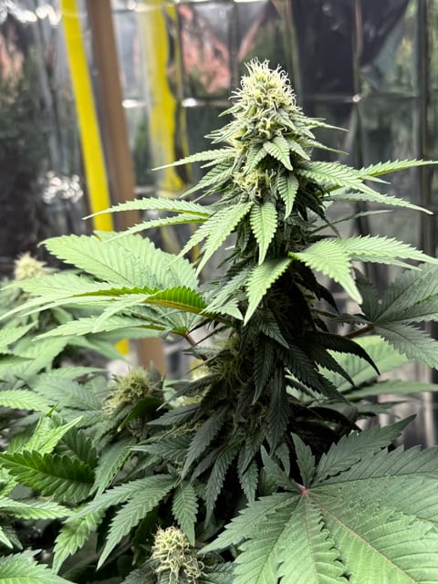 Blue Dream — flower, day 88