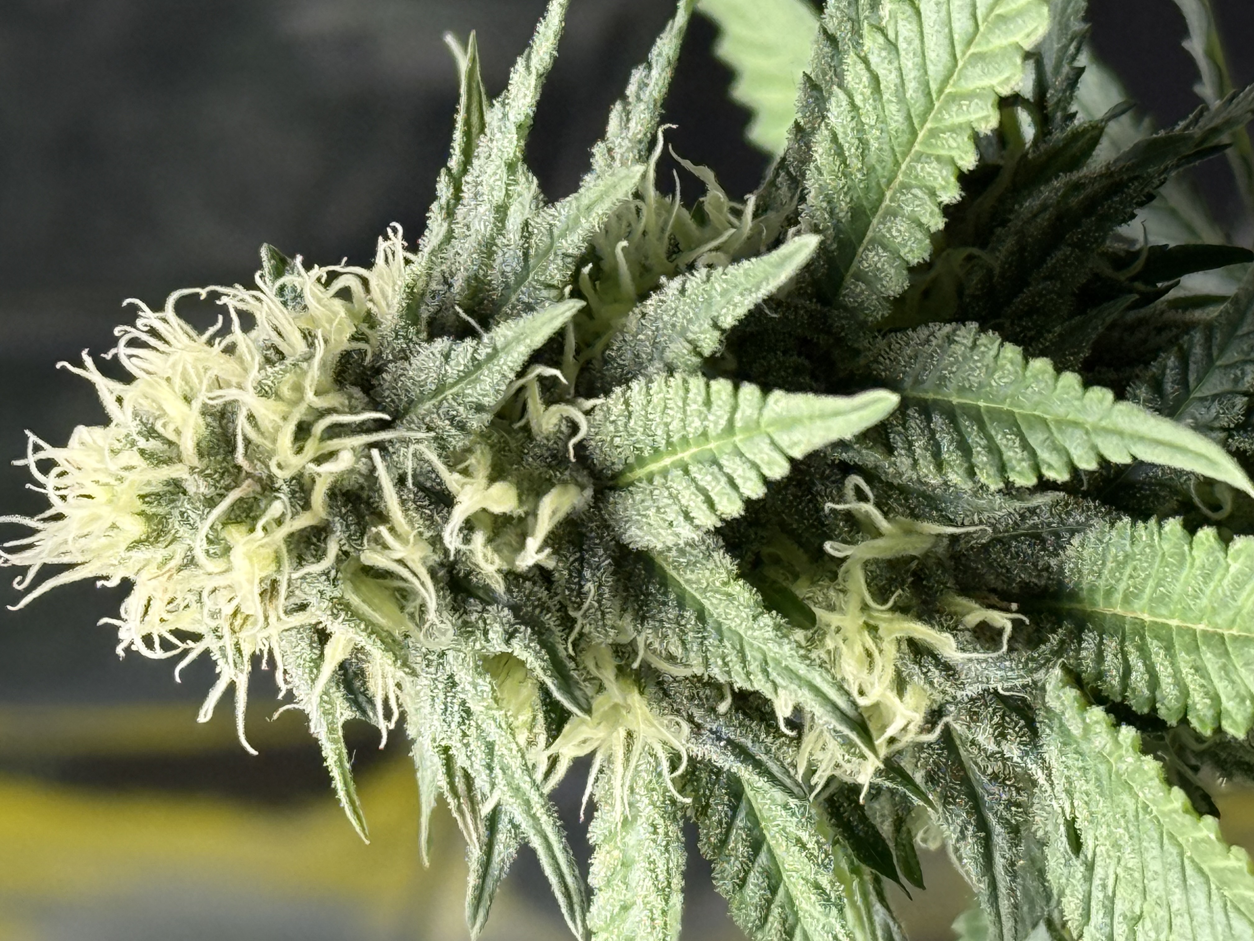 Blue Dream — flower, day 88