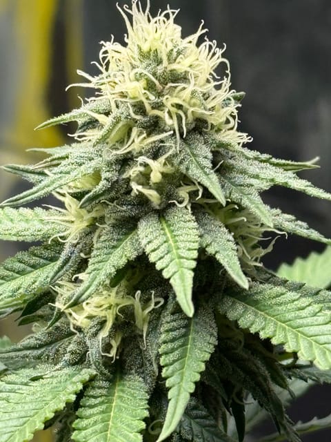 Blue Dream — flower, day 88