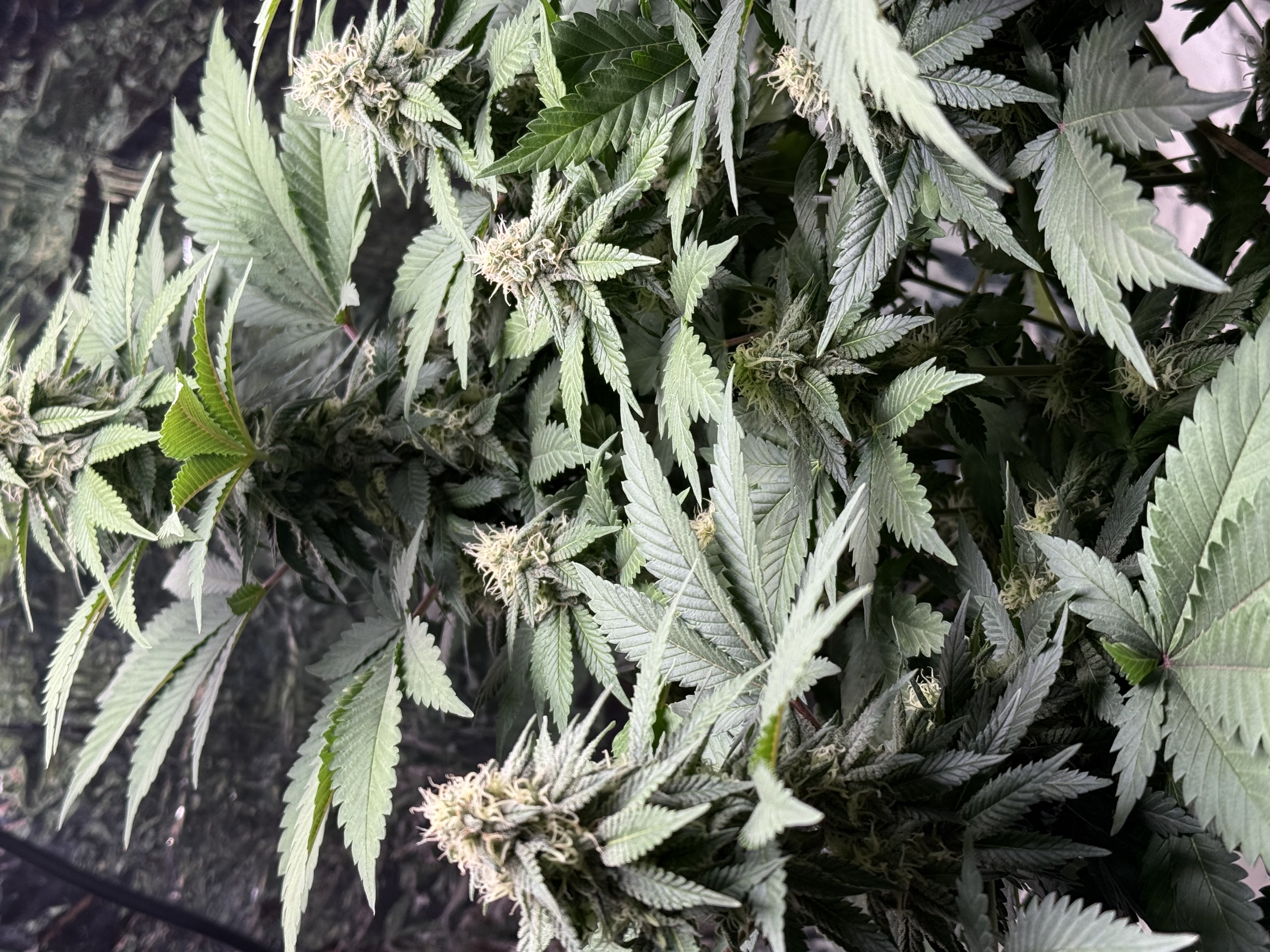 Blue Dream — flower, day 89