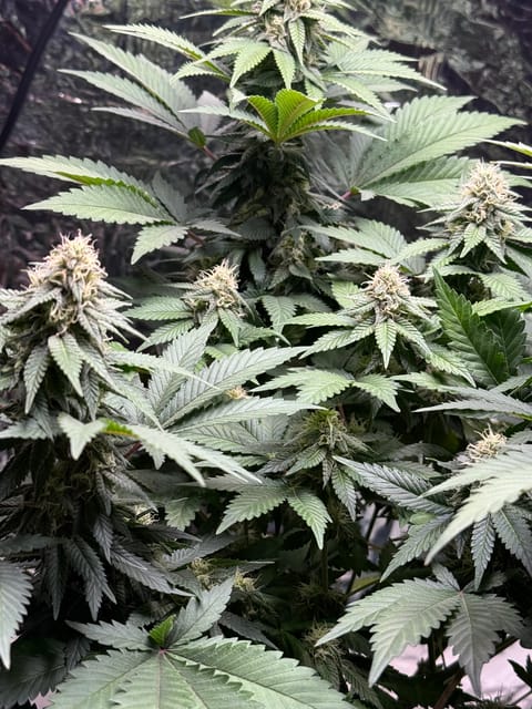 Blue Dream — flower, day 89