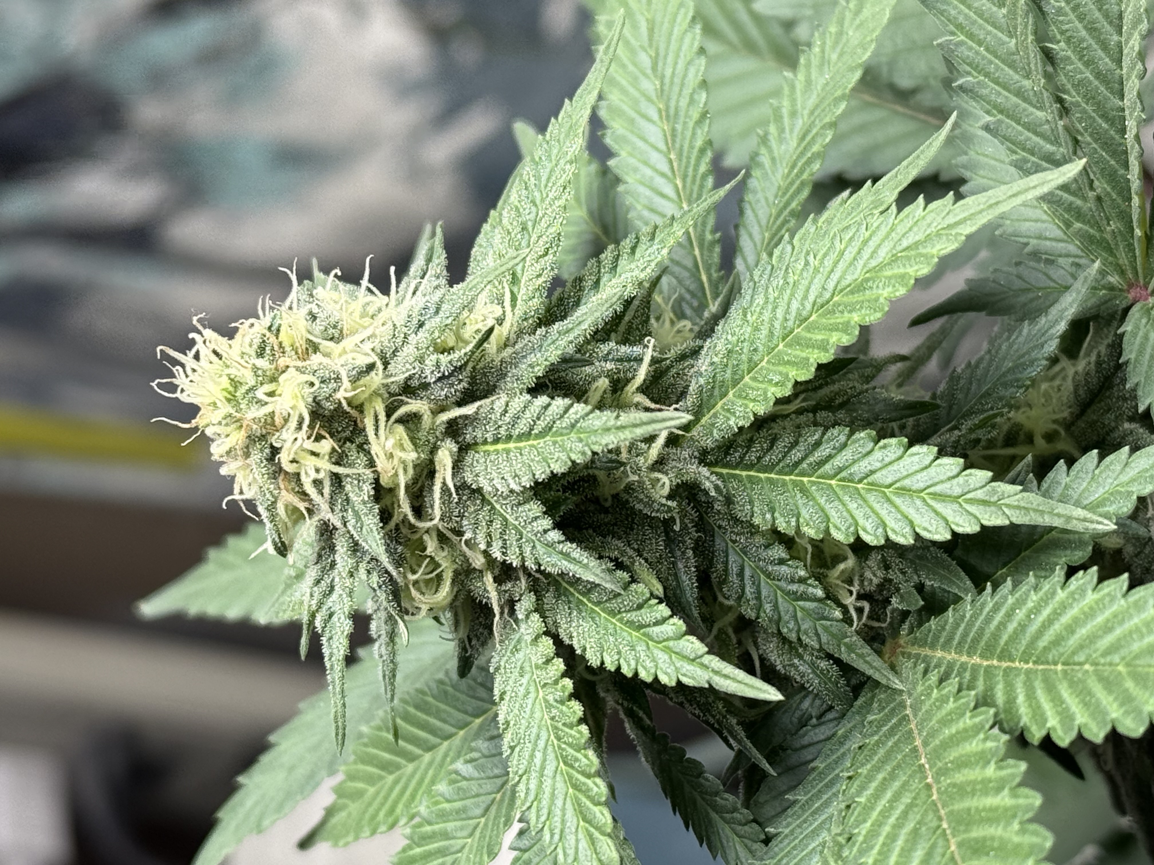 Blue Dream — flower, day 89