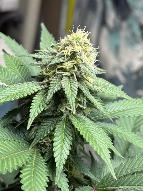 Blue Dream — flower, day 89