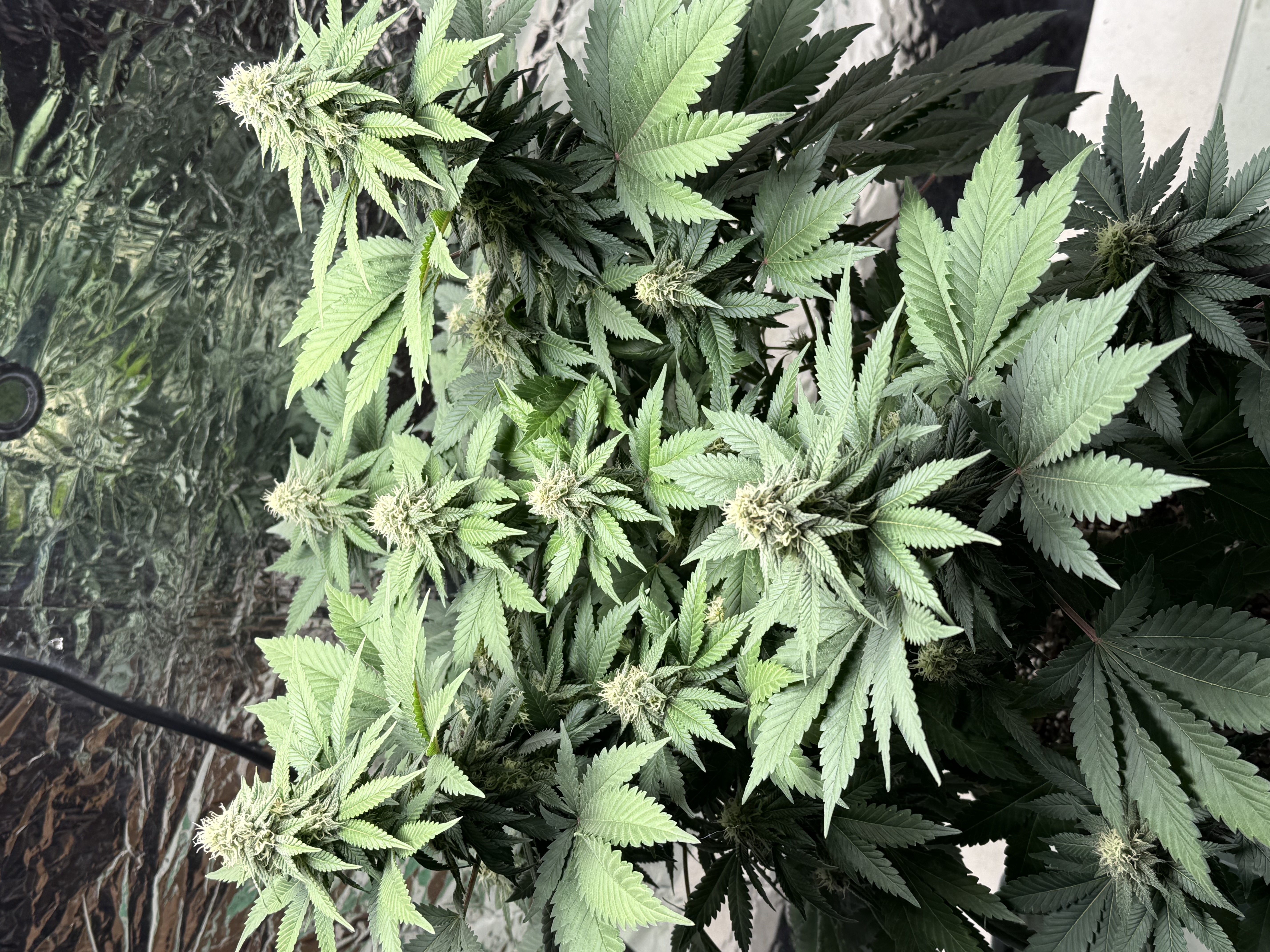 Blue Dream — flower, day 89