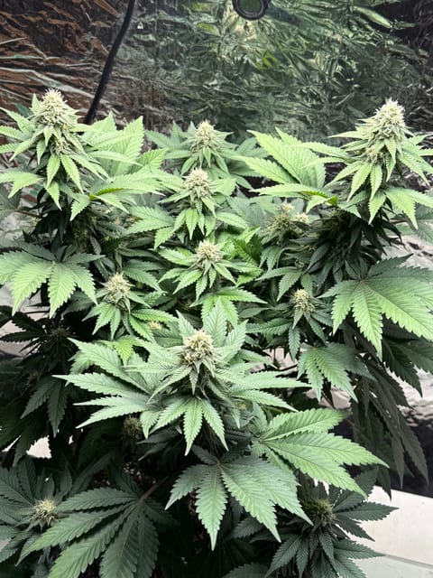 Blue Dream — flower, day 89