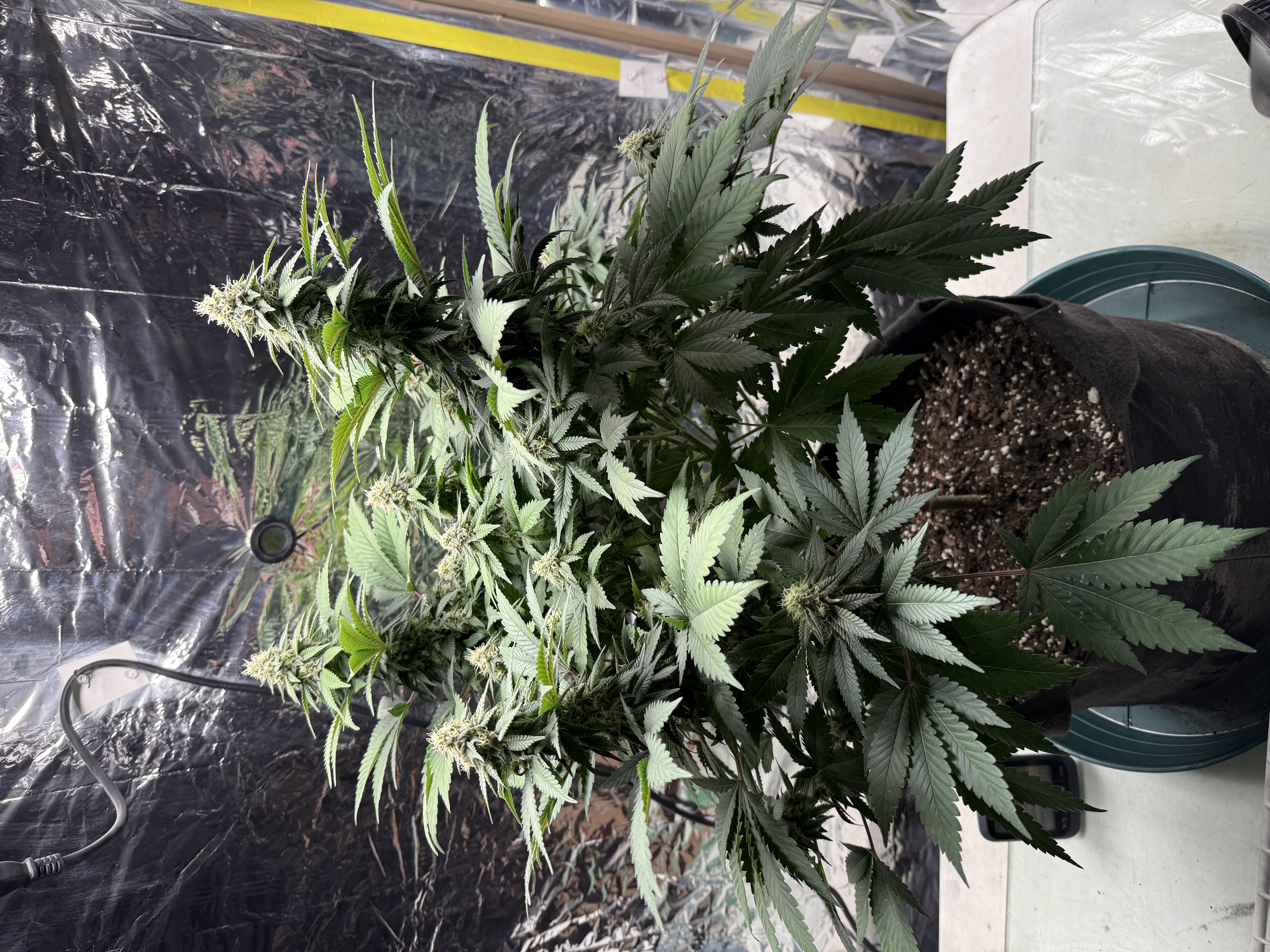 Blue Dream — flower, day 90