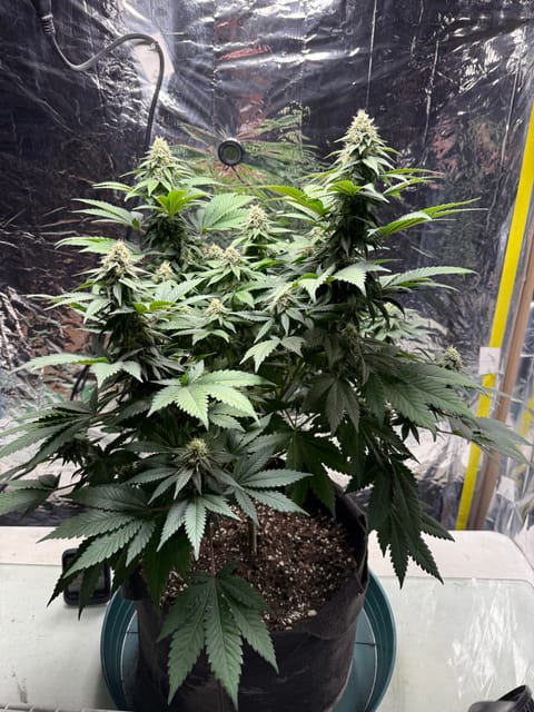 Blue Dream — flower, day 90
