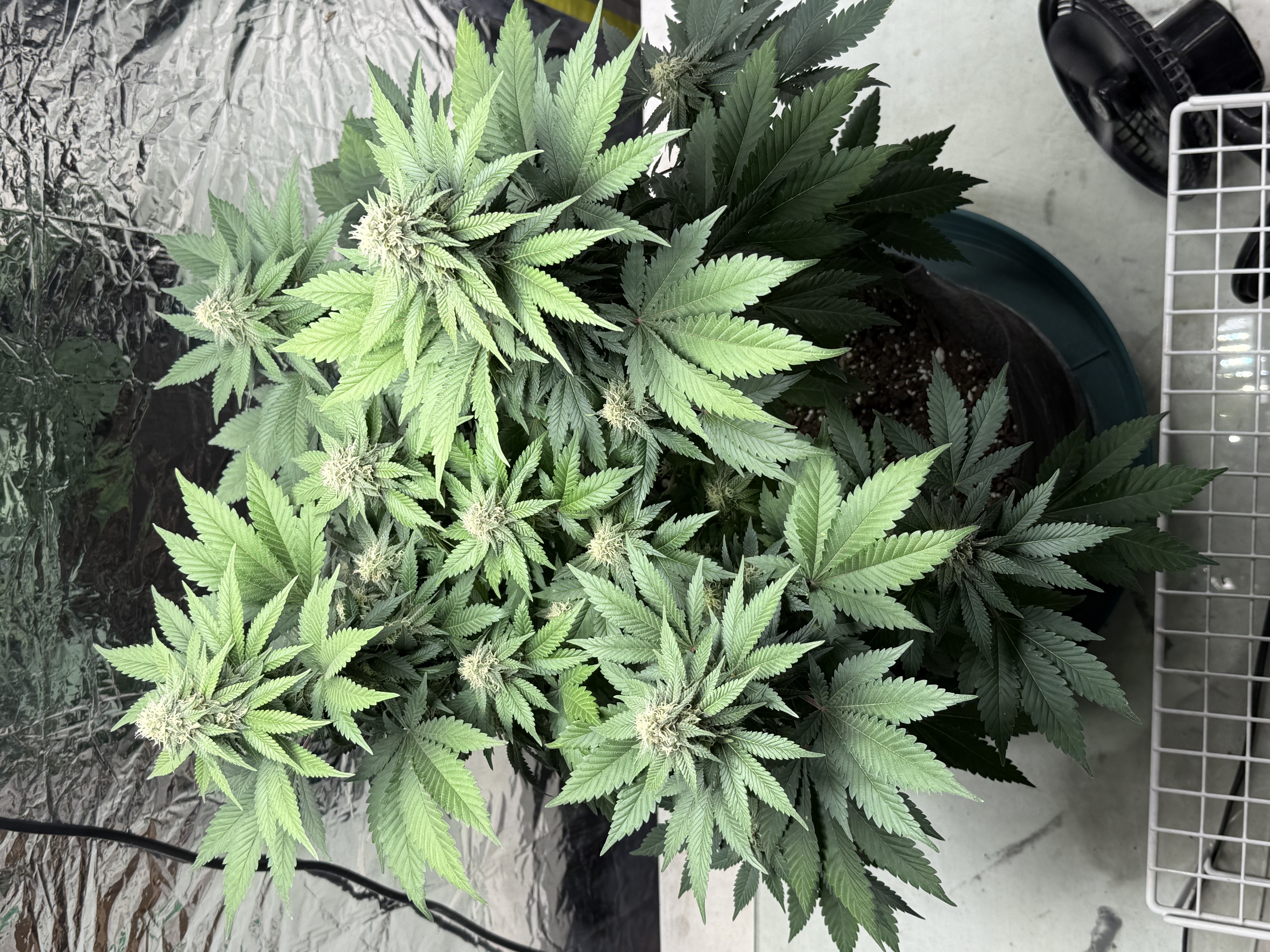 Blue Dream — flower, day 90