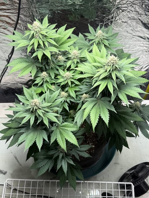 Blue Dream — flower, day 90