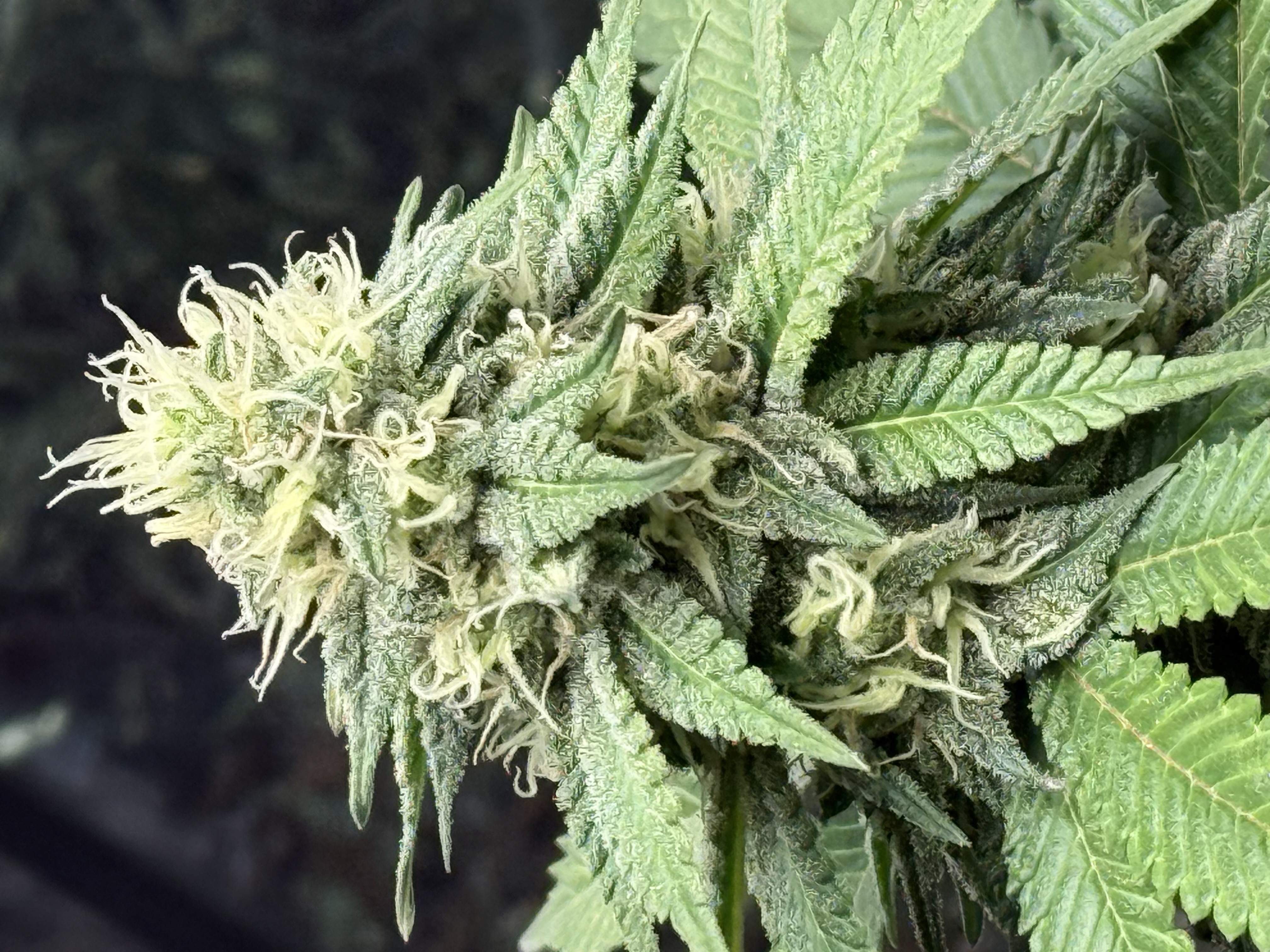 Blue Dream — flower, day 90