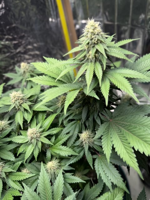 Blue Dream — flower, day 91