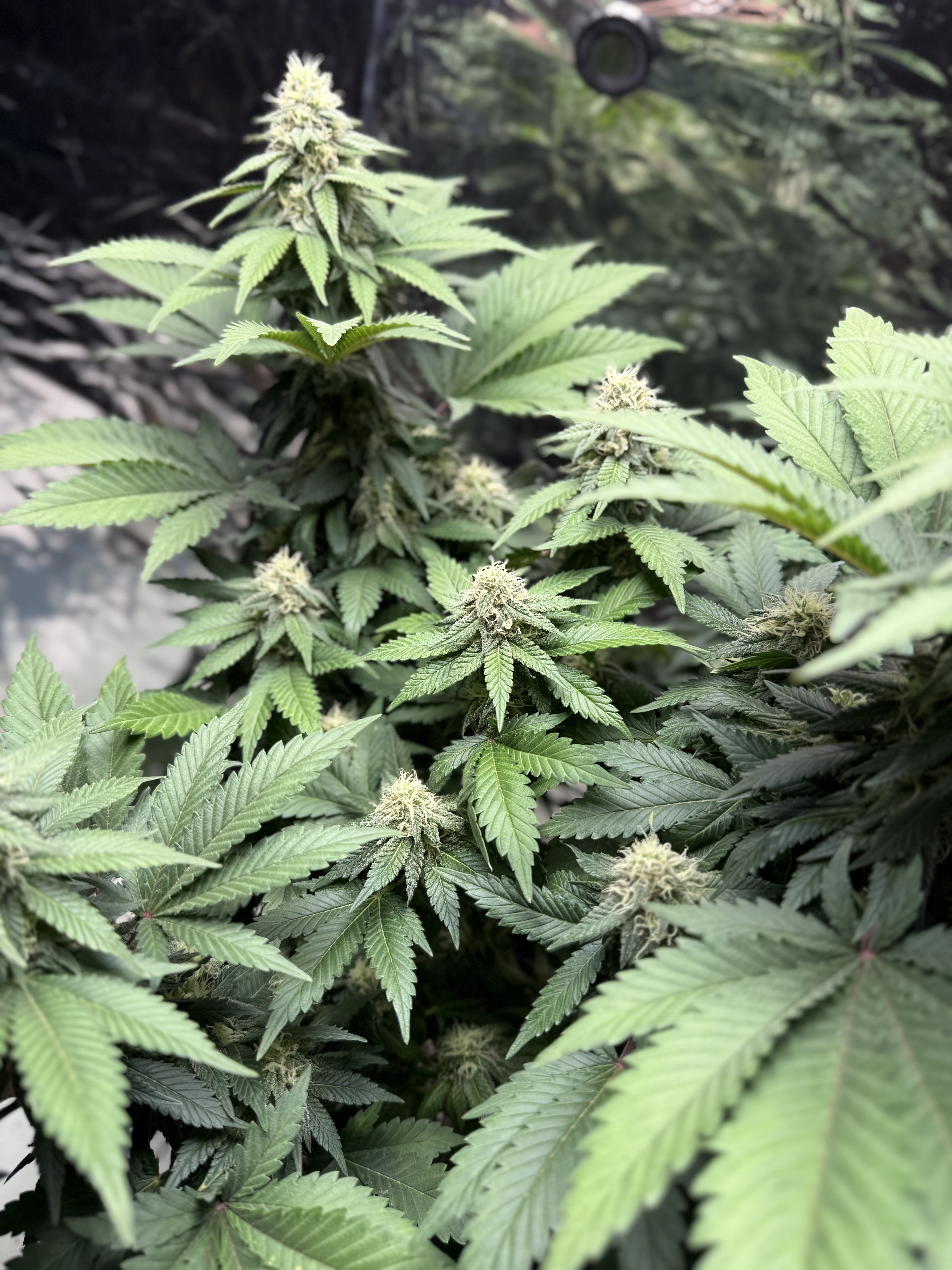 Blue Dream — flower, day 91