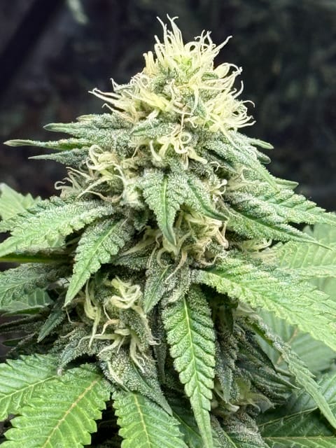 Blue Dream — flower, day 91