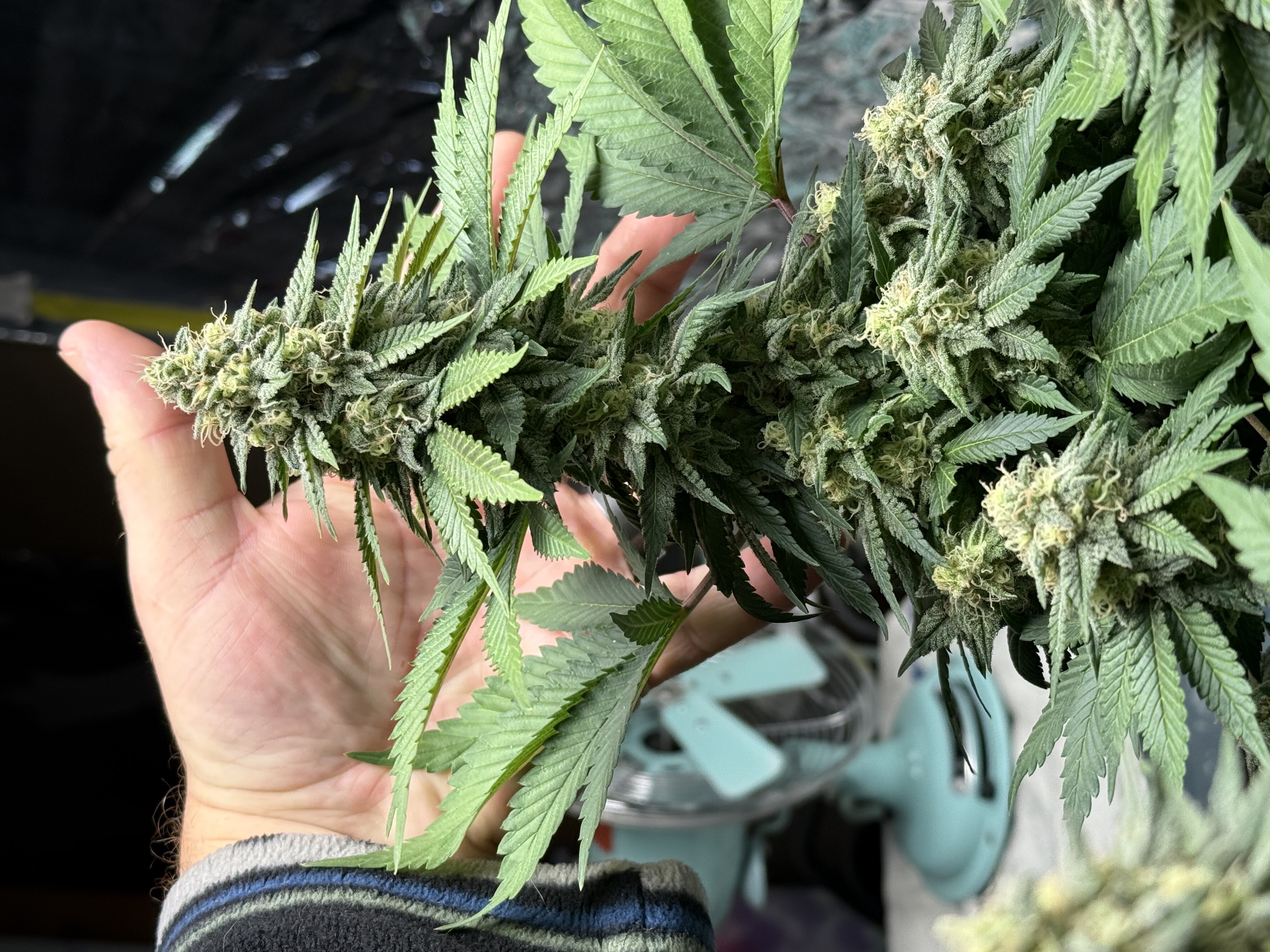 Blue Dream — flower, day 99
