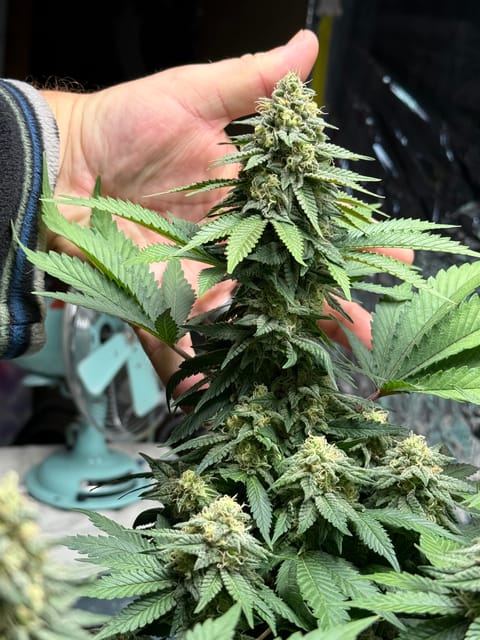 Blue Dream — flower, day 99