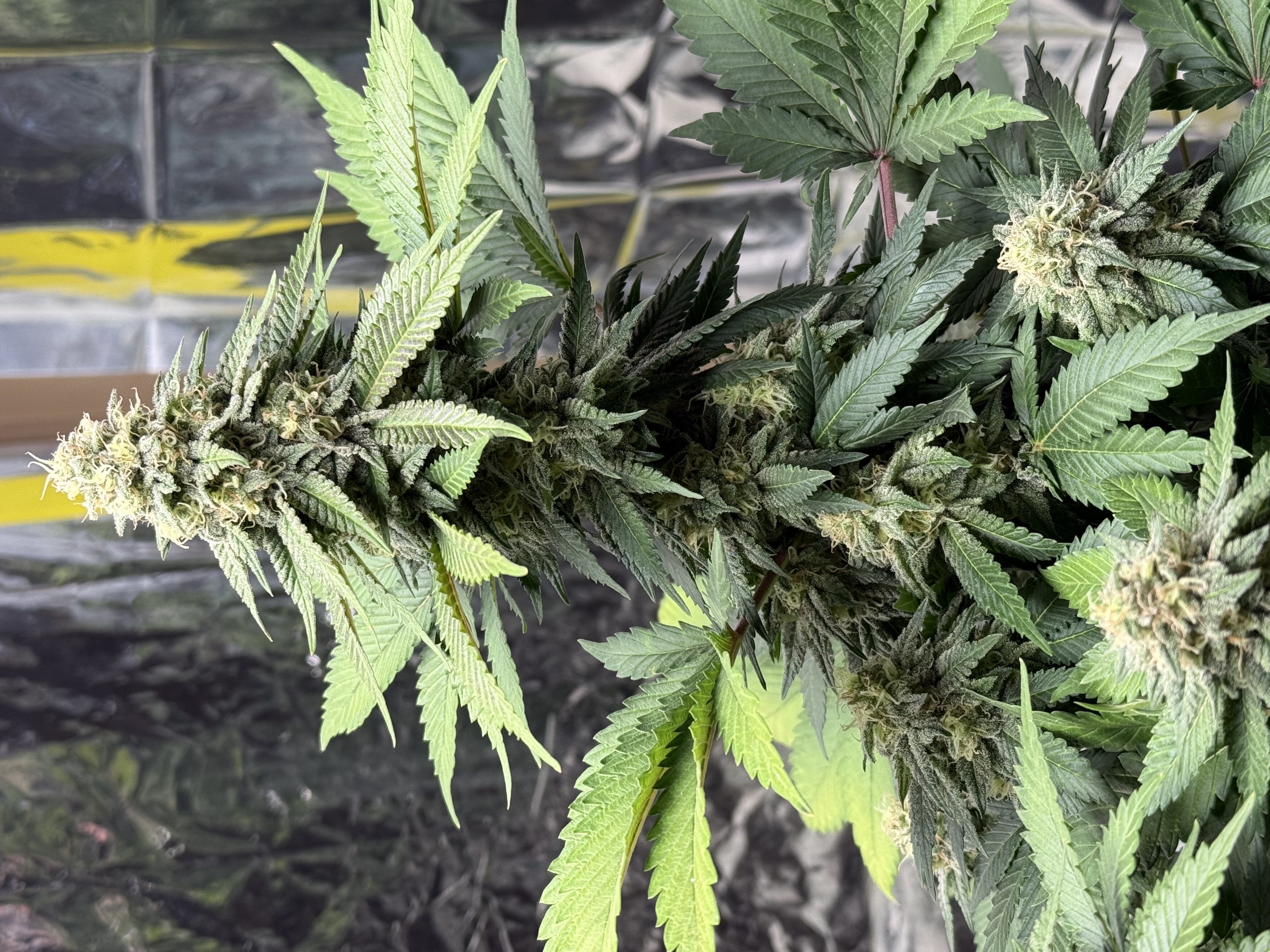 Blue Dream — flower, day 99