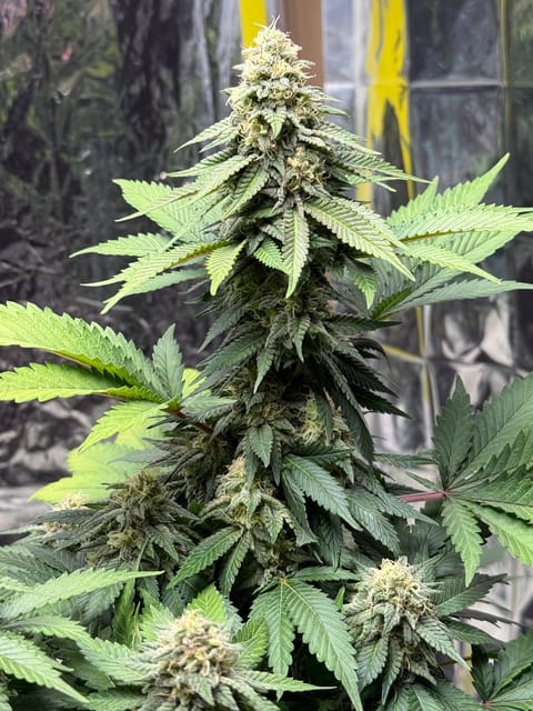 Blue Dream — flower, day 99