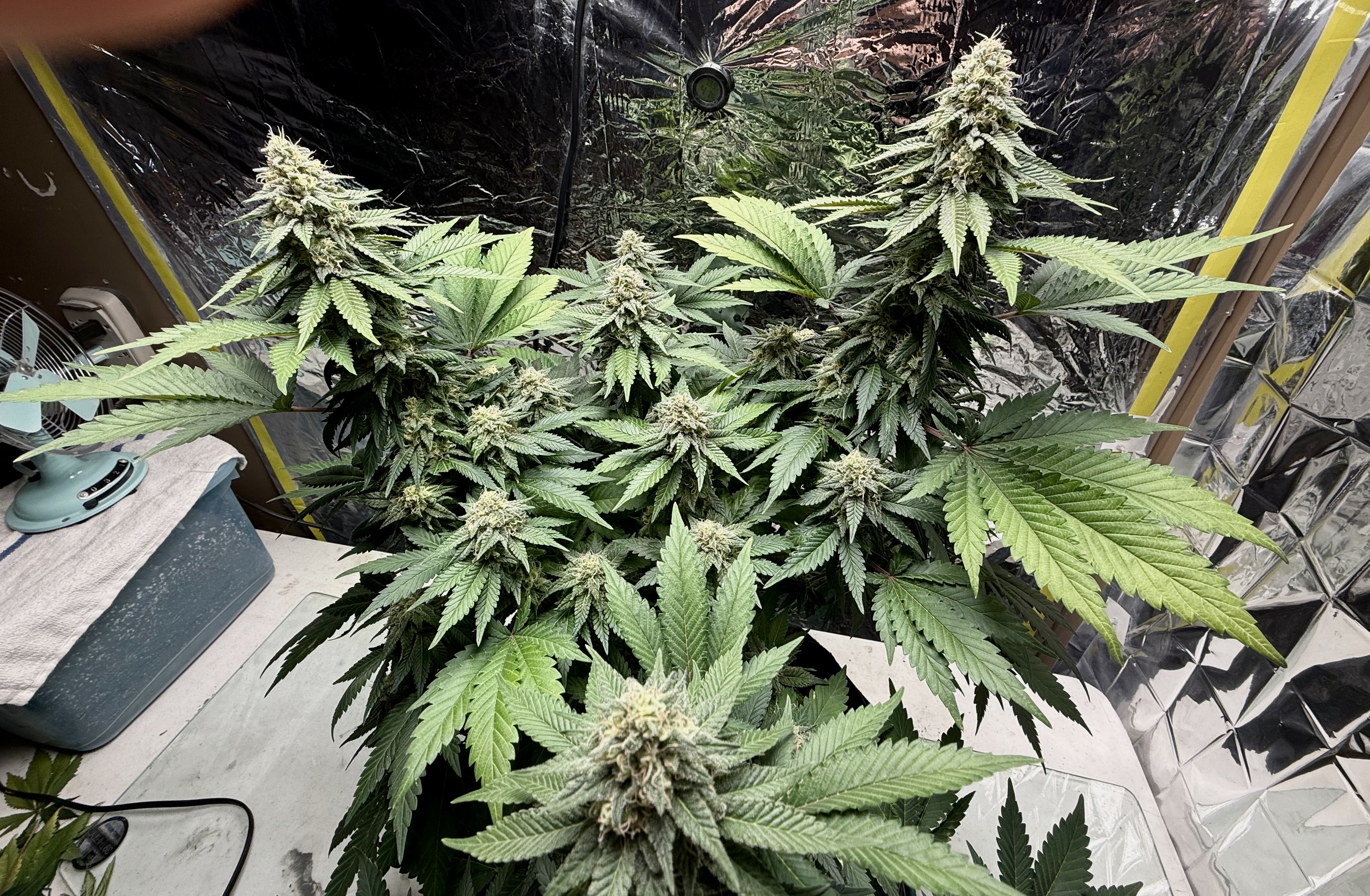 Blue Dream — flower, day 99