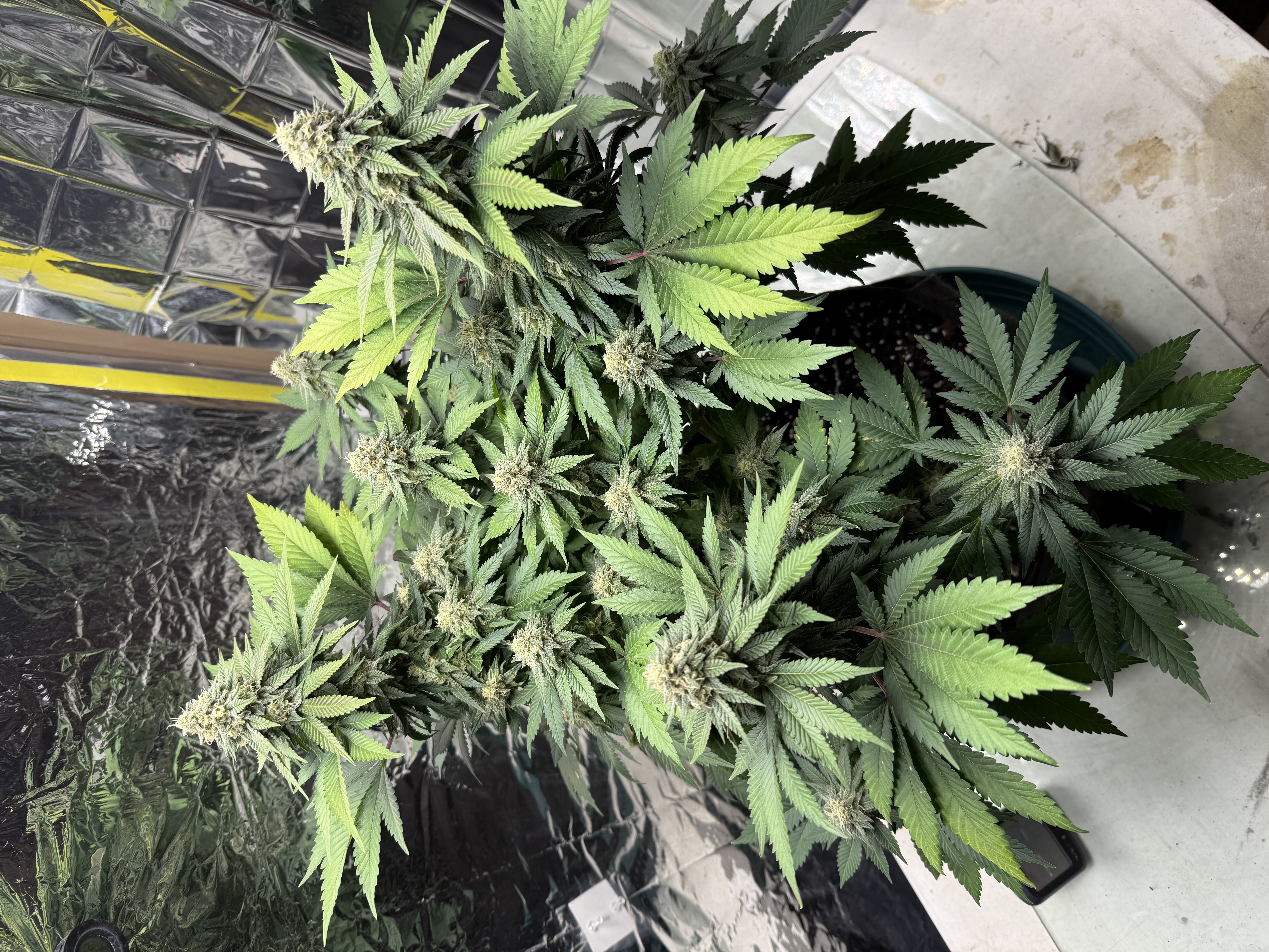 Blue Dream — flower, day 100