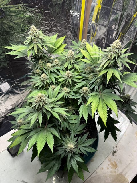 Blue Dream — flower, day 100
