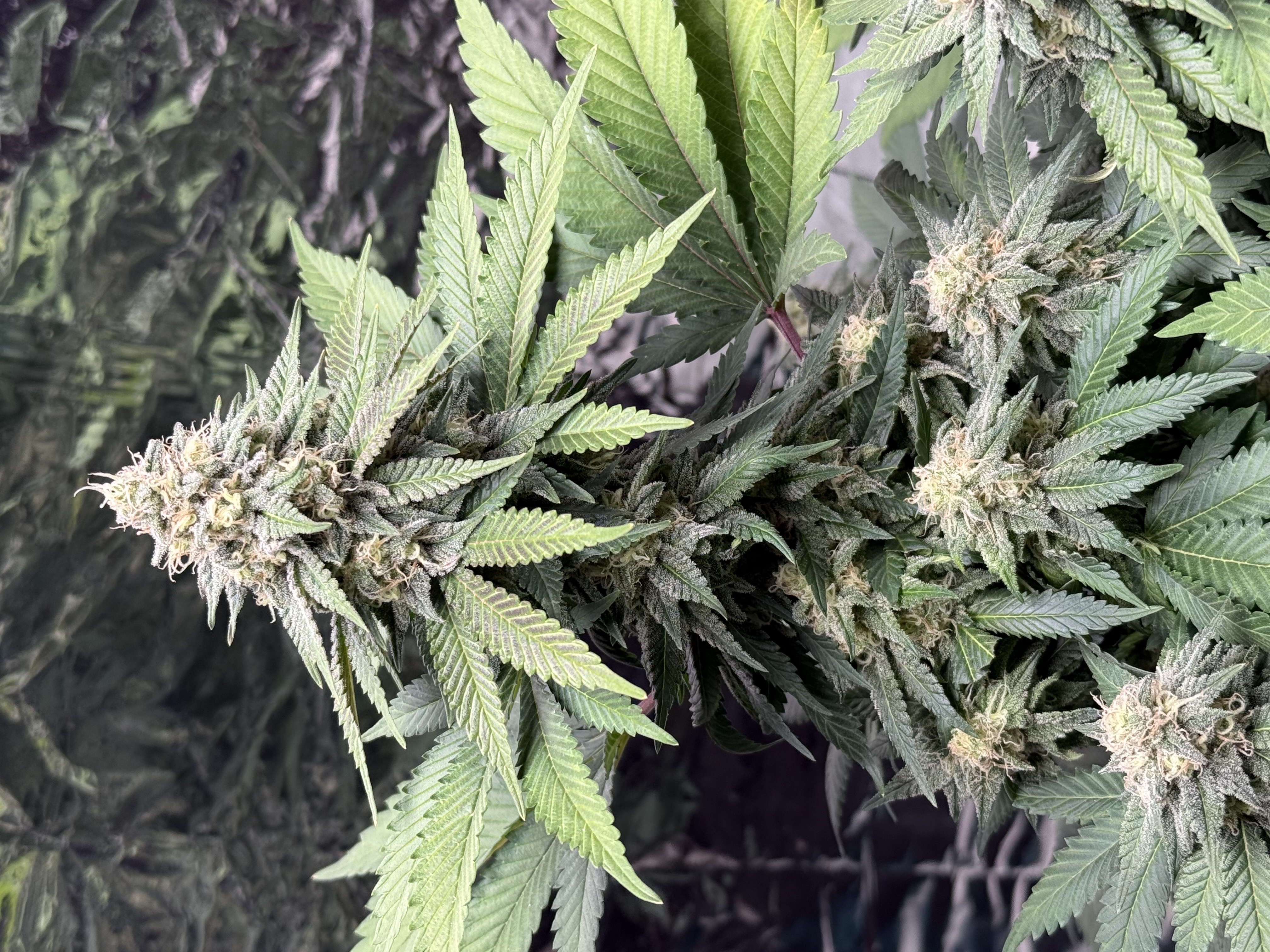 Blue Dream — flower, day 100