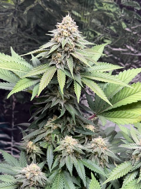 Blue Dream — flower, day 100