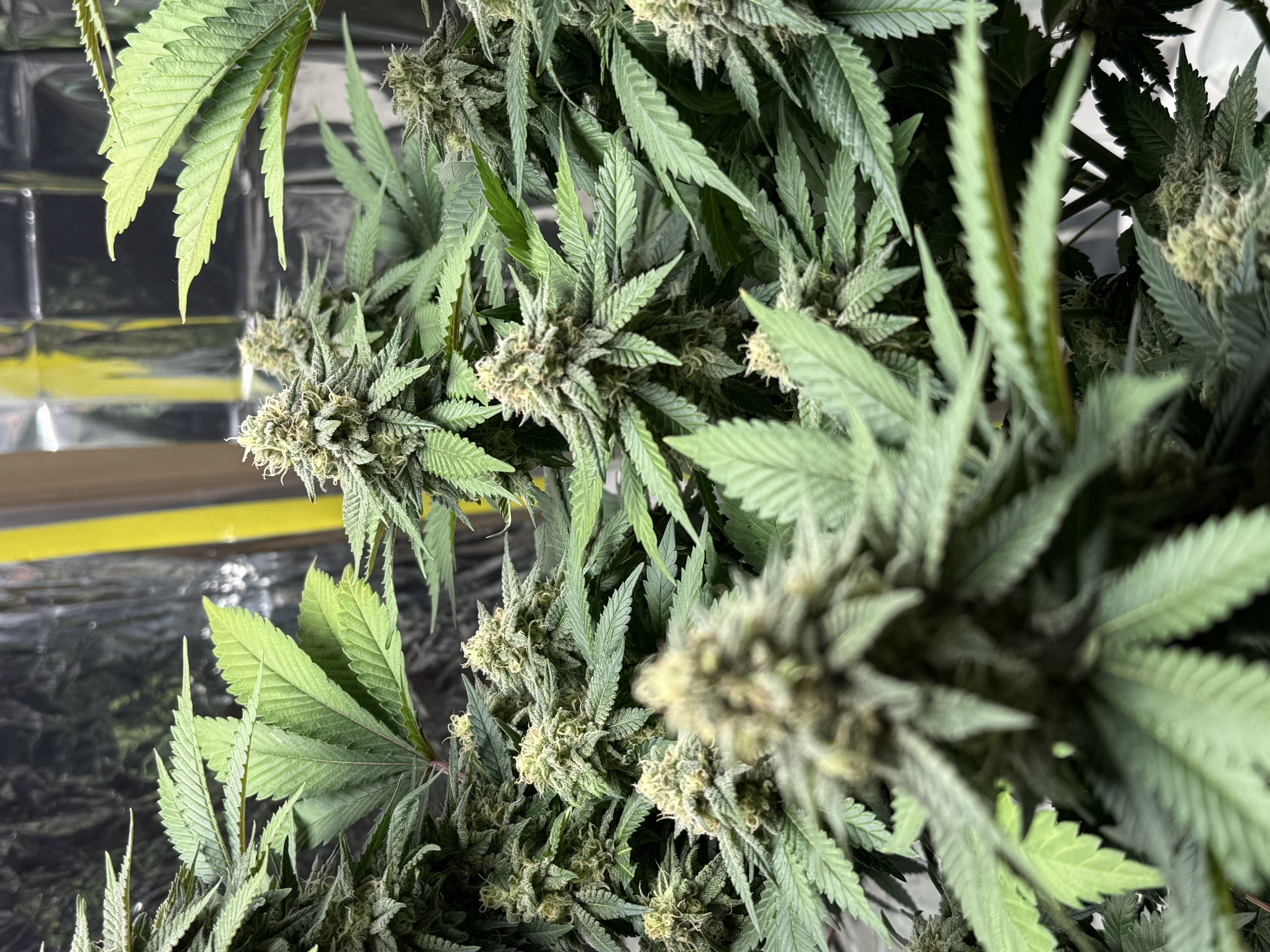Blue Dream — flower, day 100