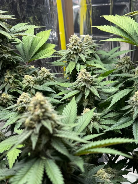 Blue Dream — flower, day 100