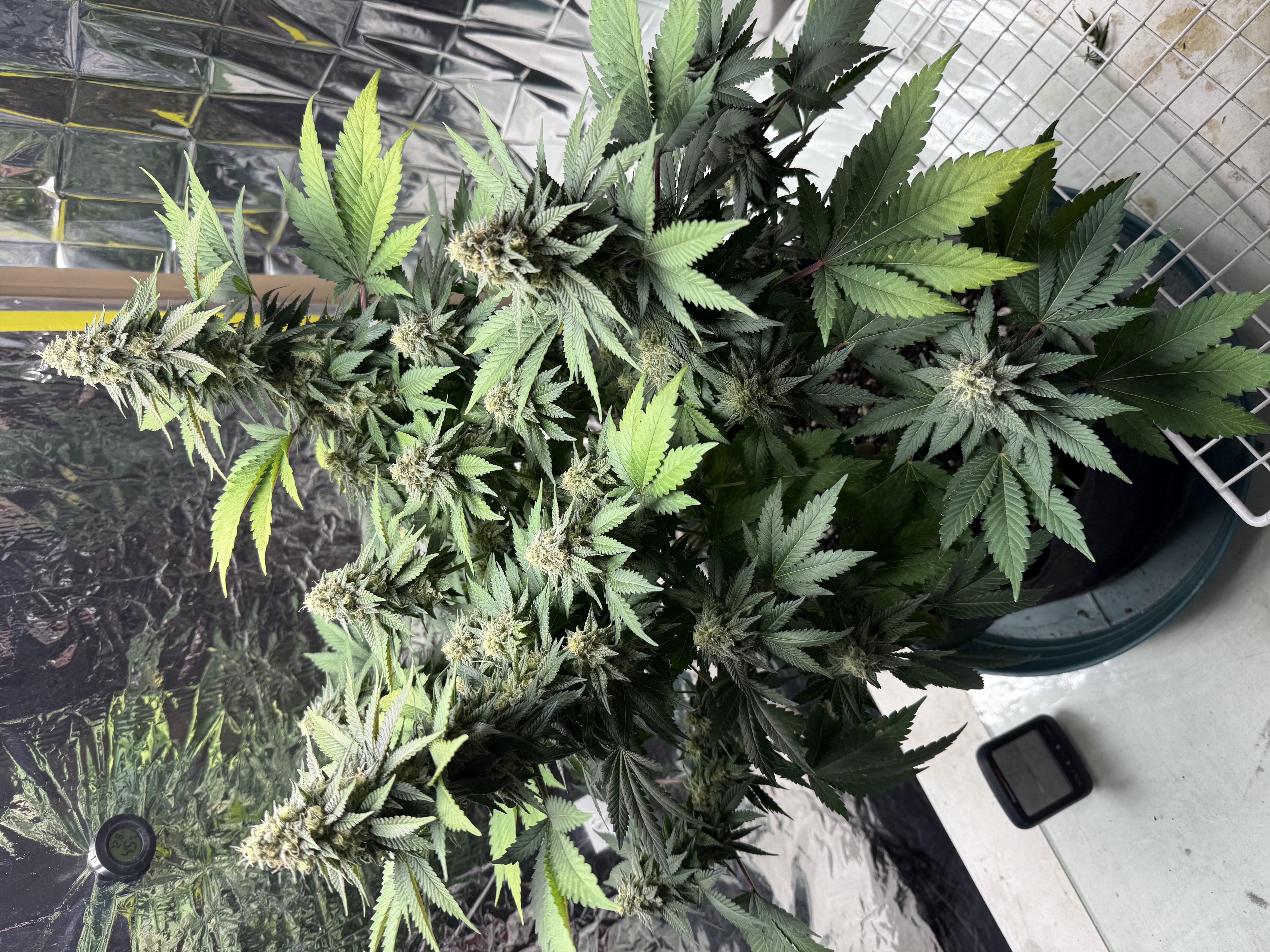 Blue Dream — flower, day 101