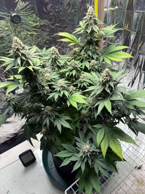 Blue Dream — flower, day 101