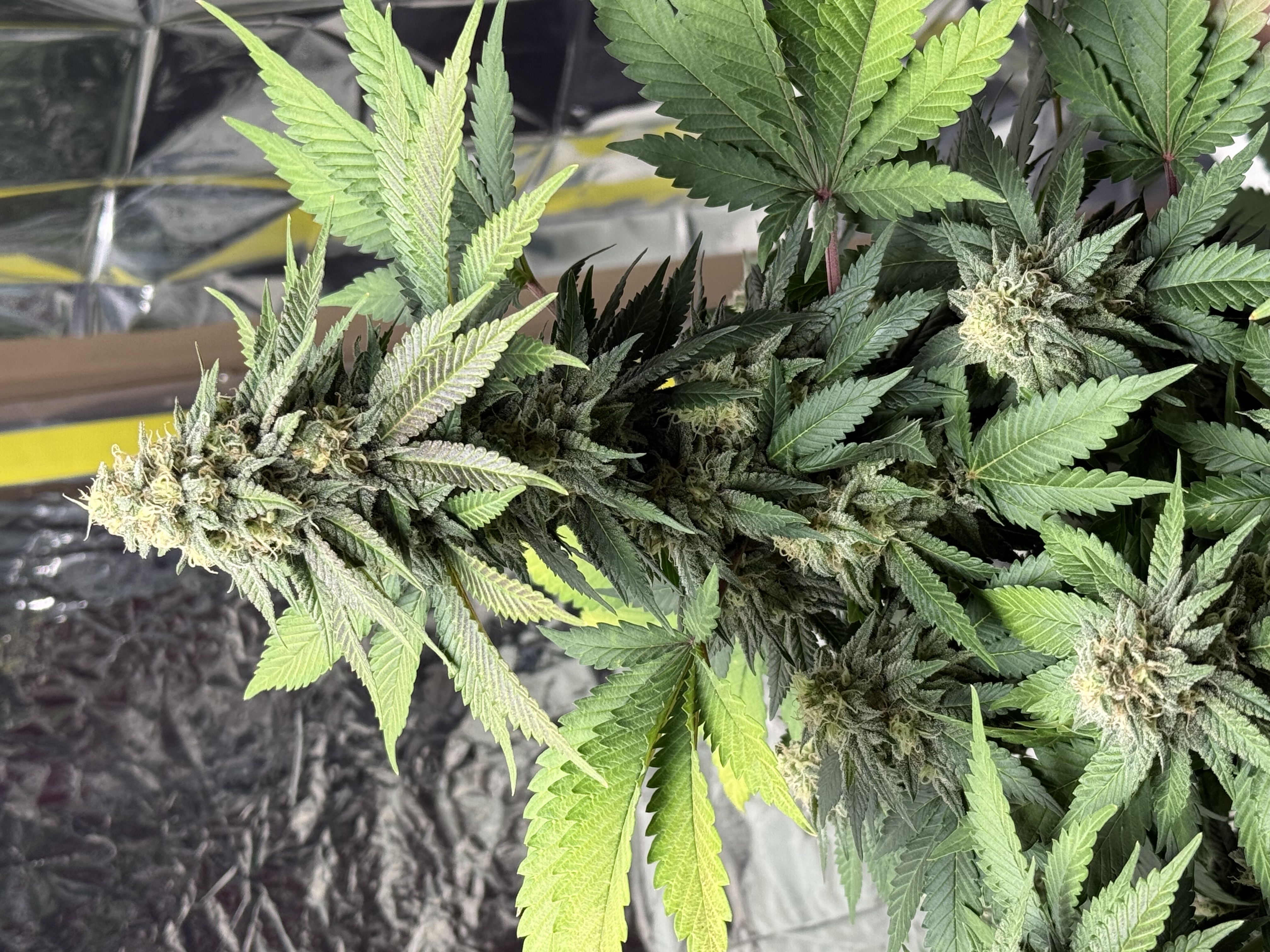 Blue Dream — flower, day 101
