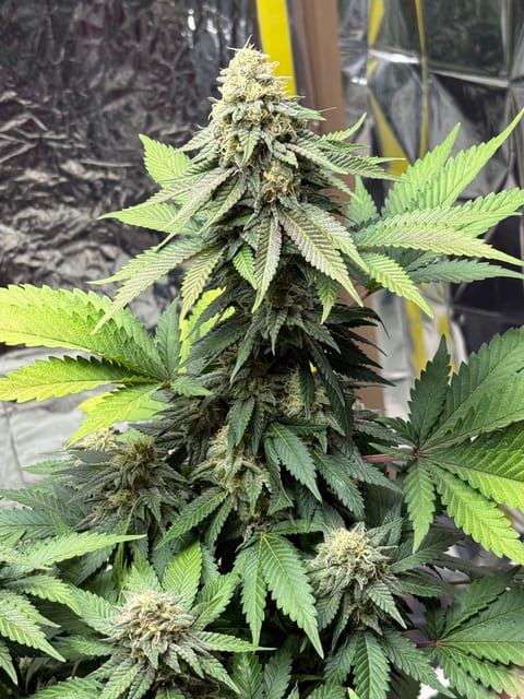 Blue Dream — flower, day 101