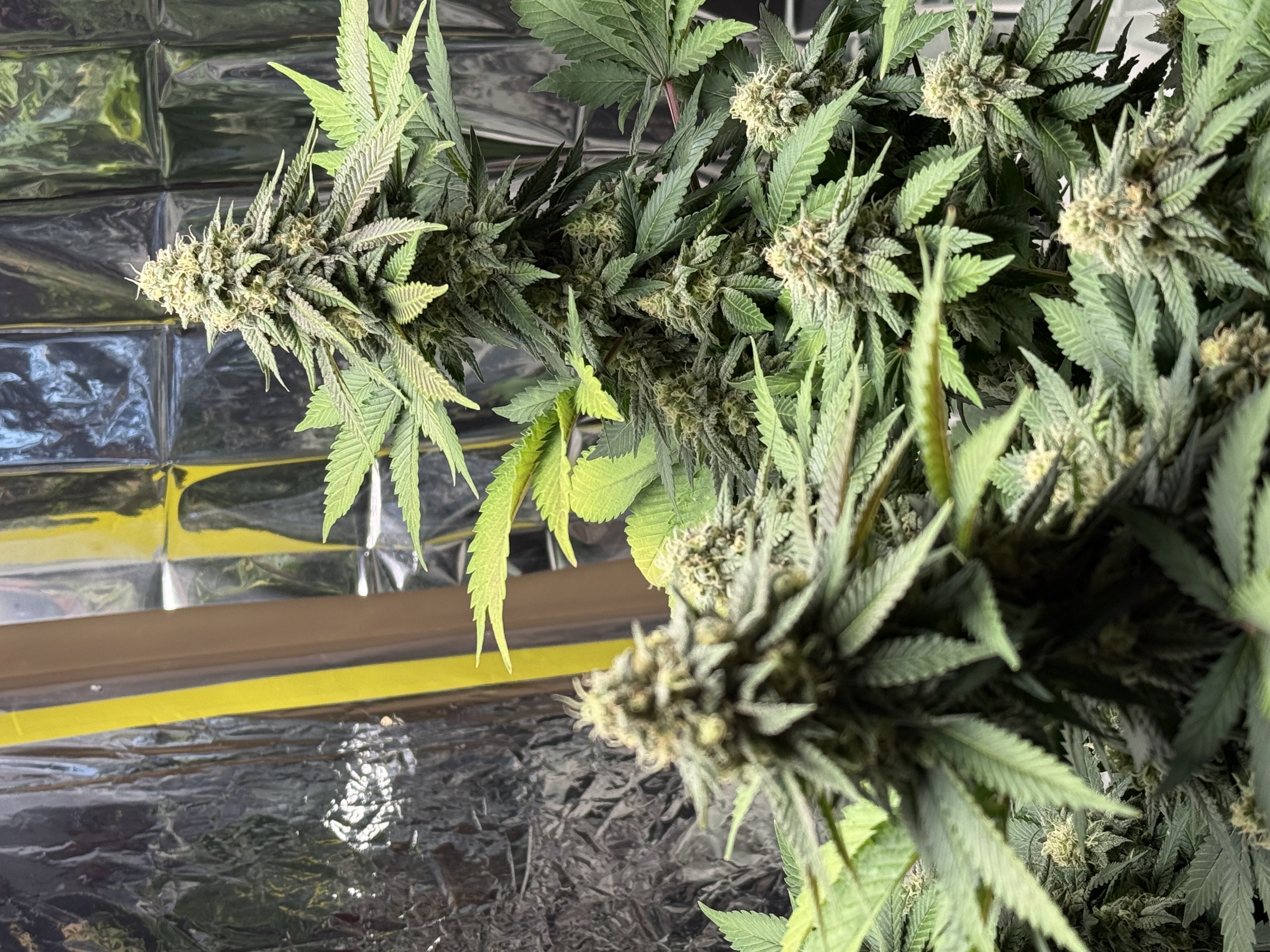 Blue Dream — flower, day 101