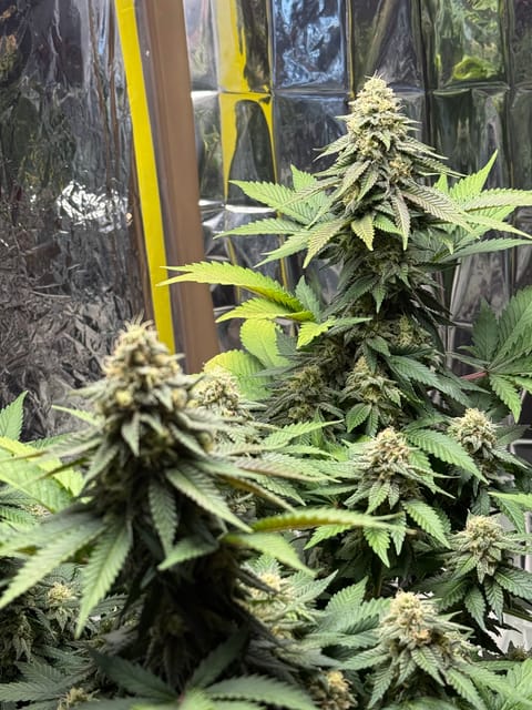 Blue Dream — flower, day 101