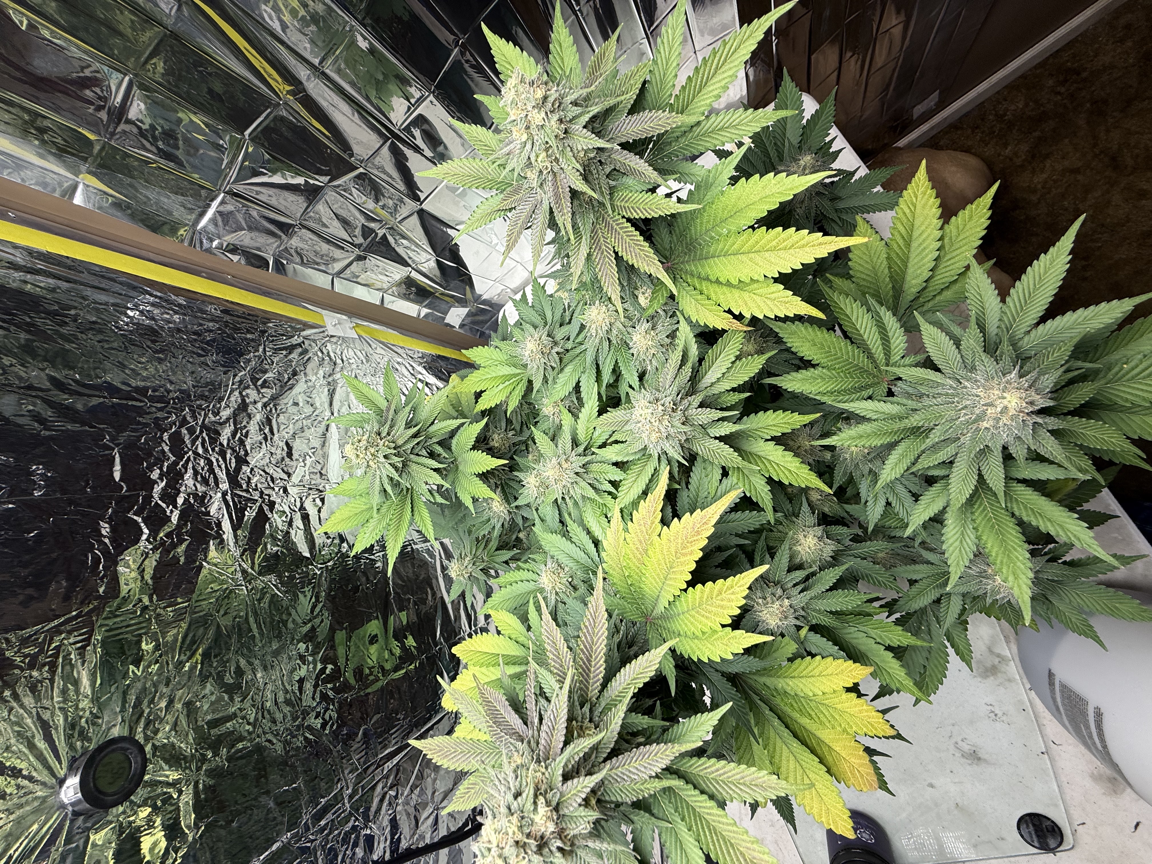 Blue Dream — flower, day 103
