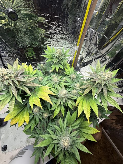 Blue Dream — flower, day 103