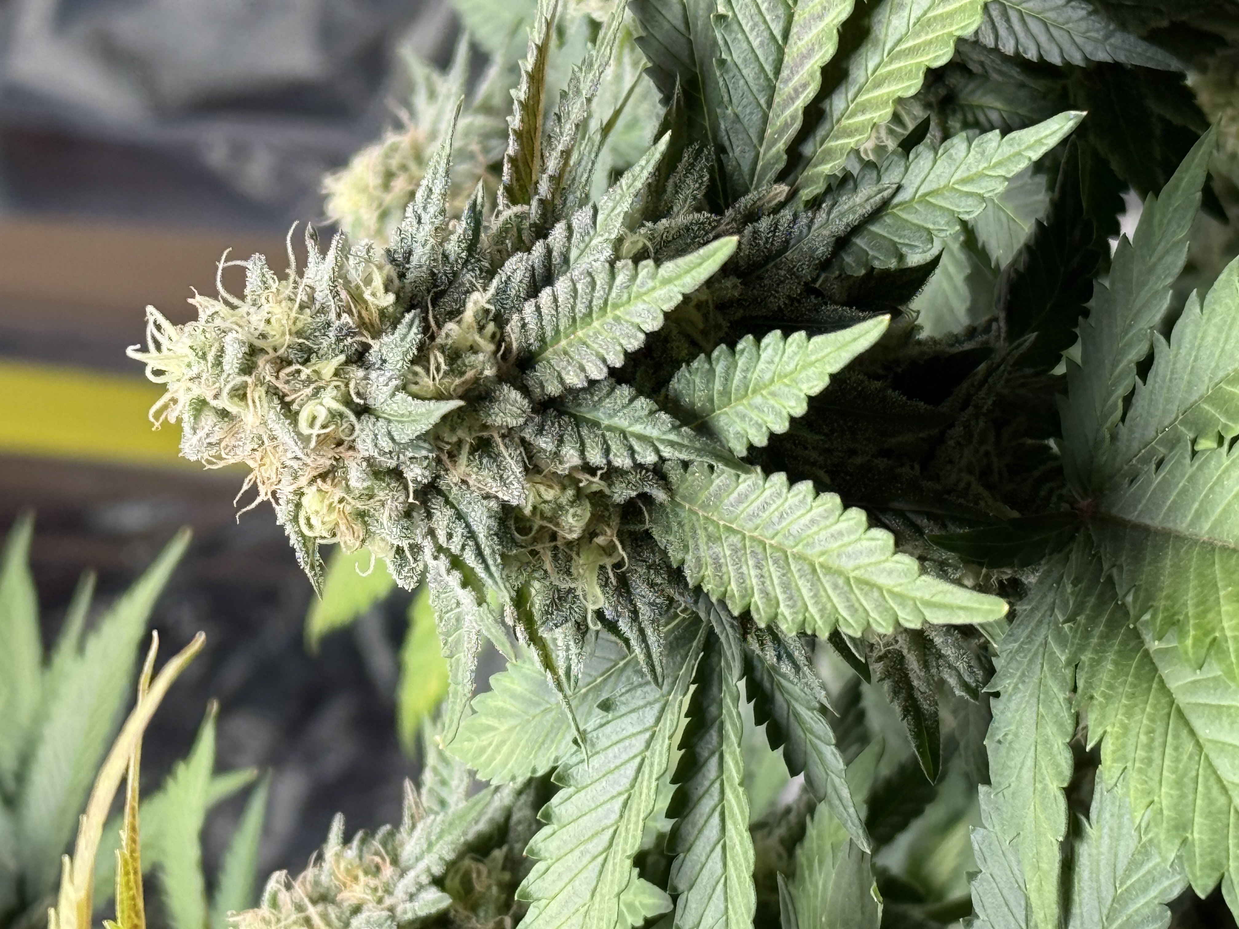 Blue Dream — flower, day 103