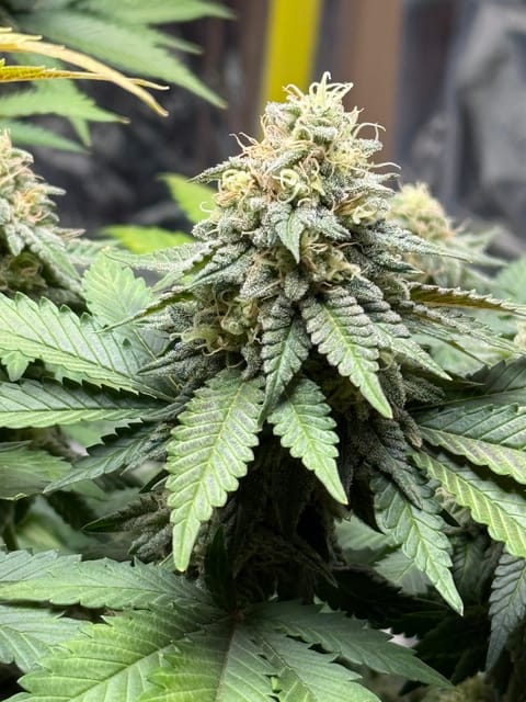 Blue Dream — flower, day 103
