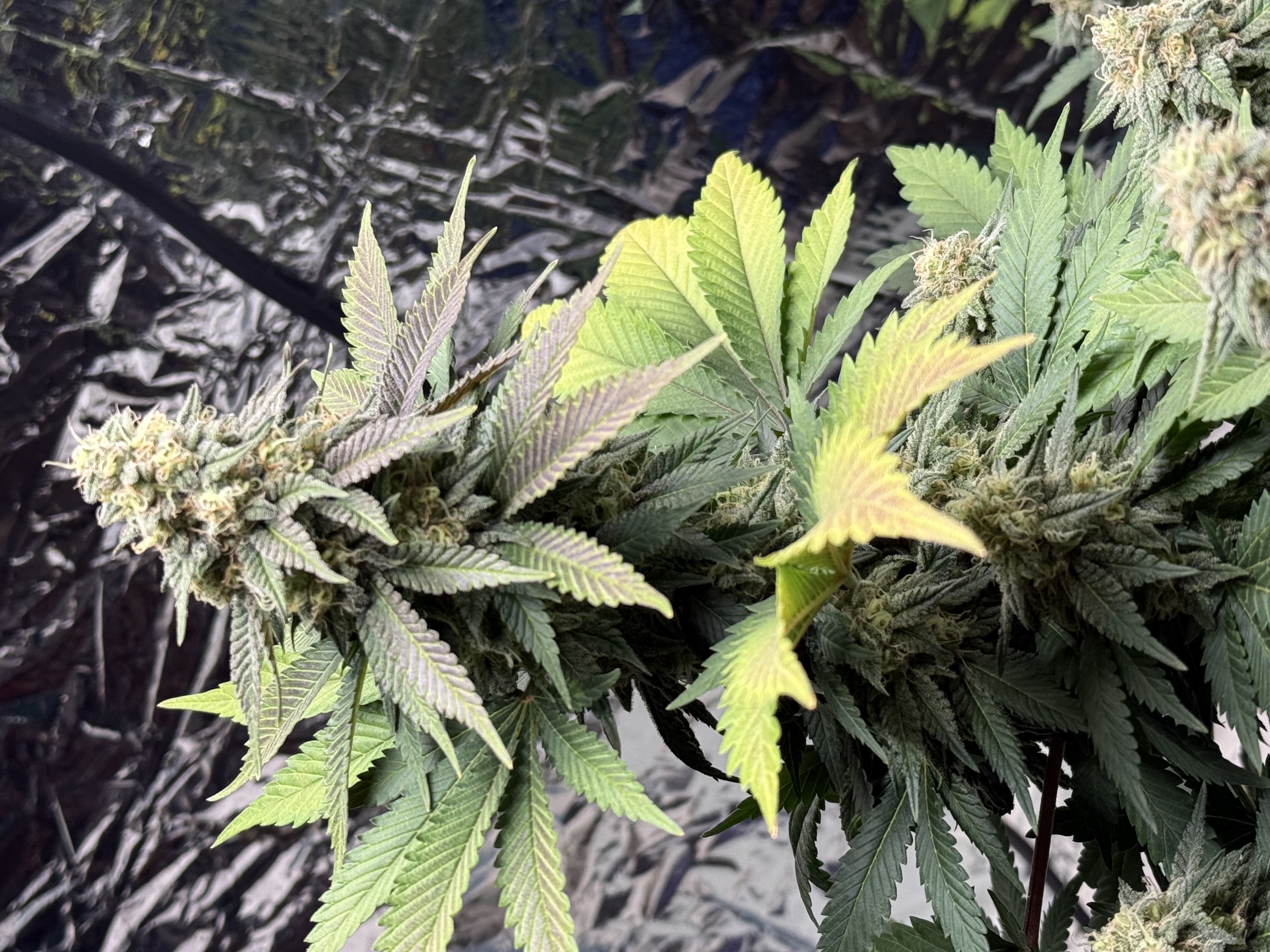 Blue Dream — flower, day 103