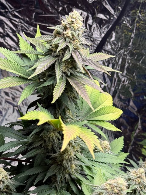 Blue Dream — flower, day 103