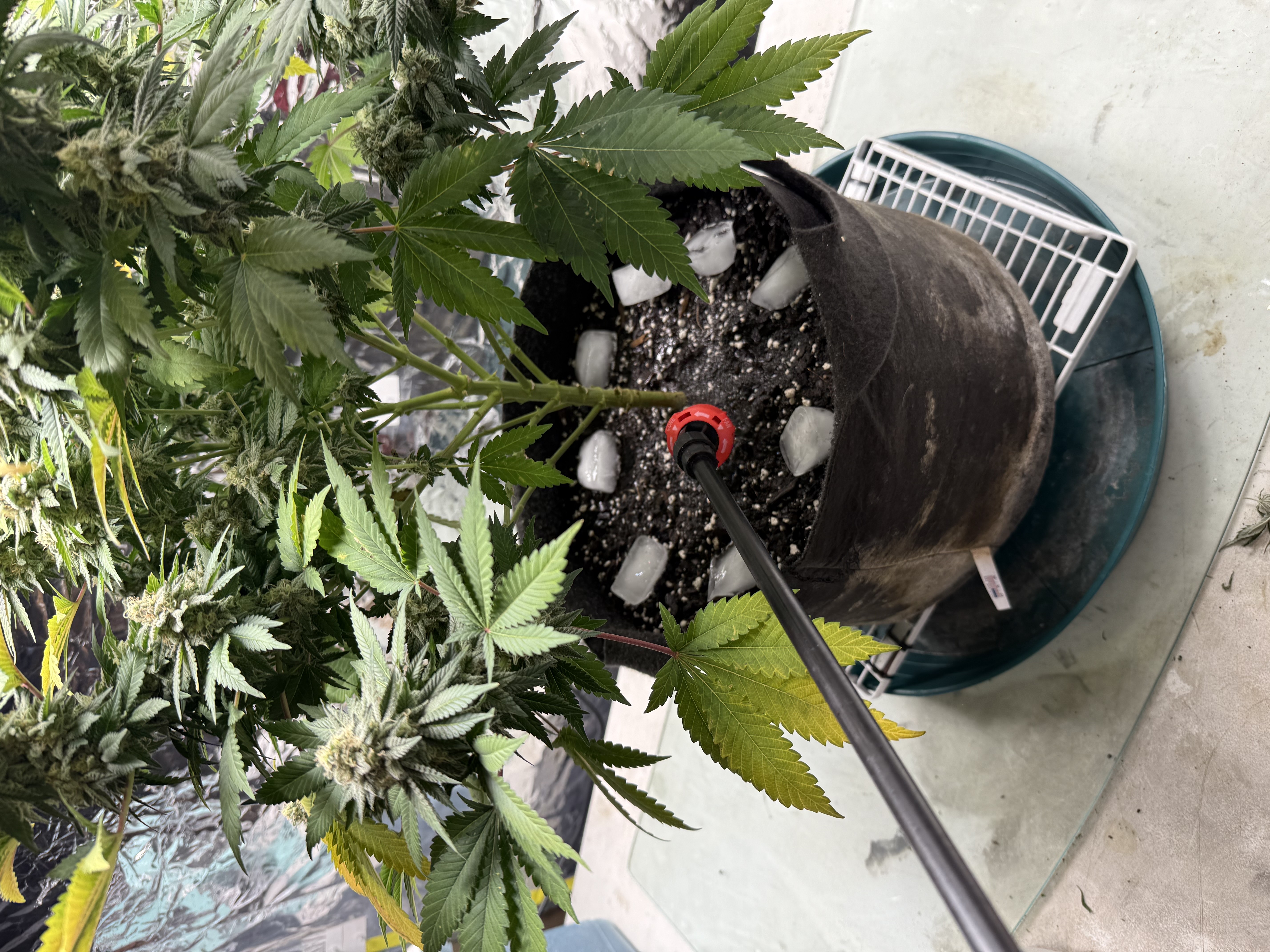 Blue Dream — flower, day 106