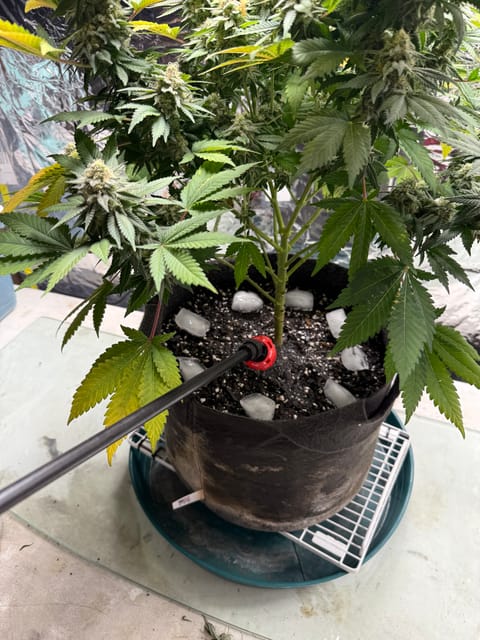 Blue Dream — flower, day 106
