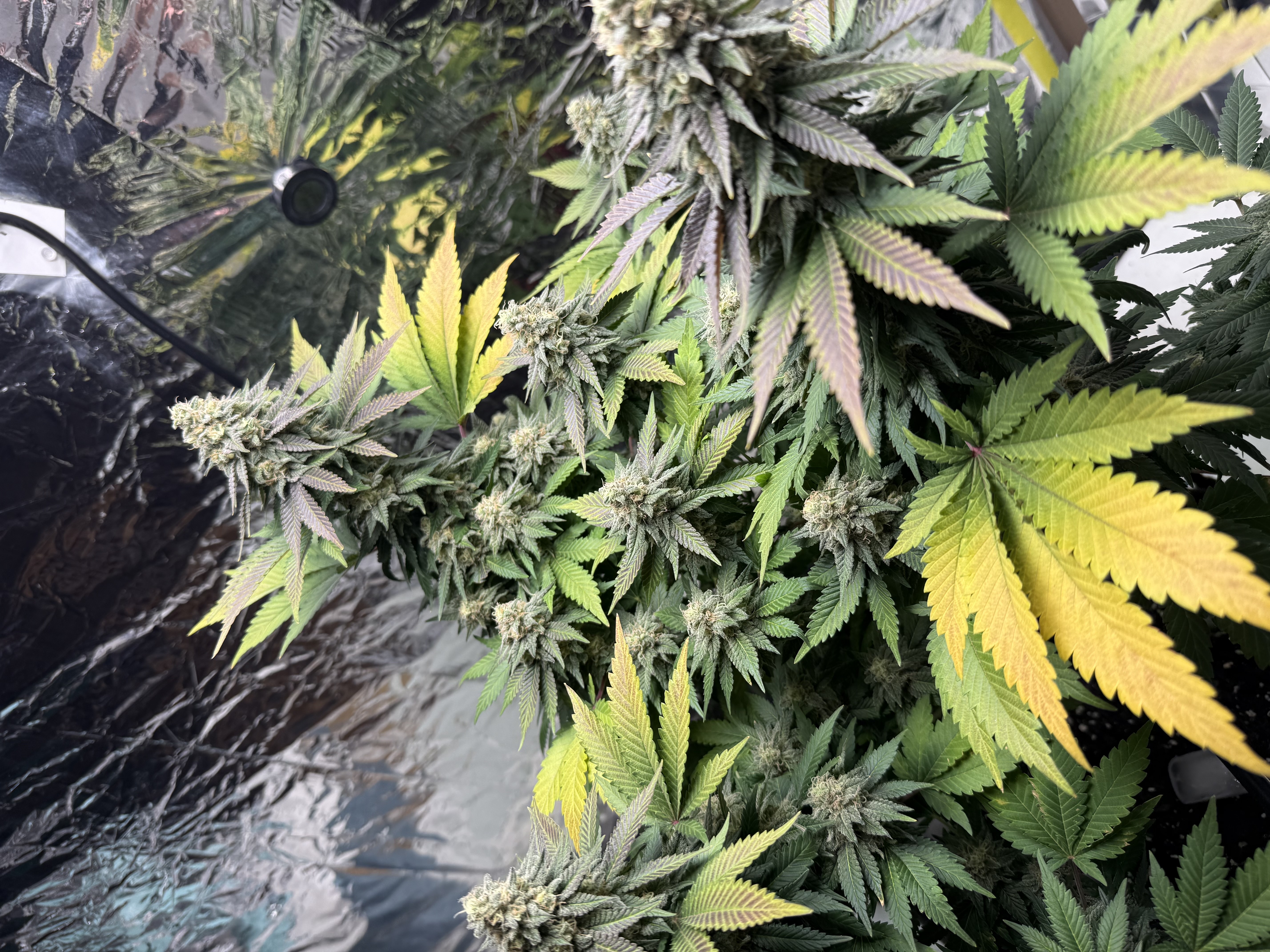 Blue Dream — flower, day 106