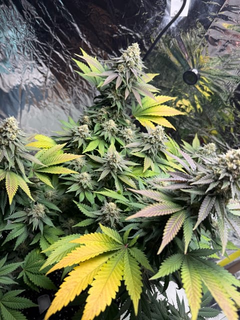 Blue Dream — flower, day 106