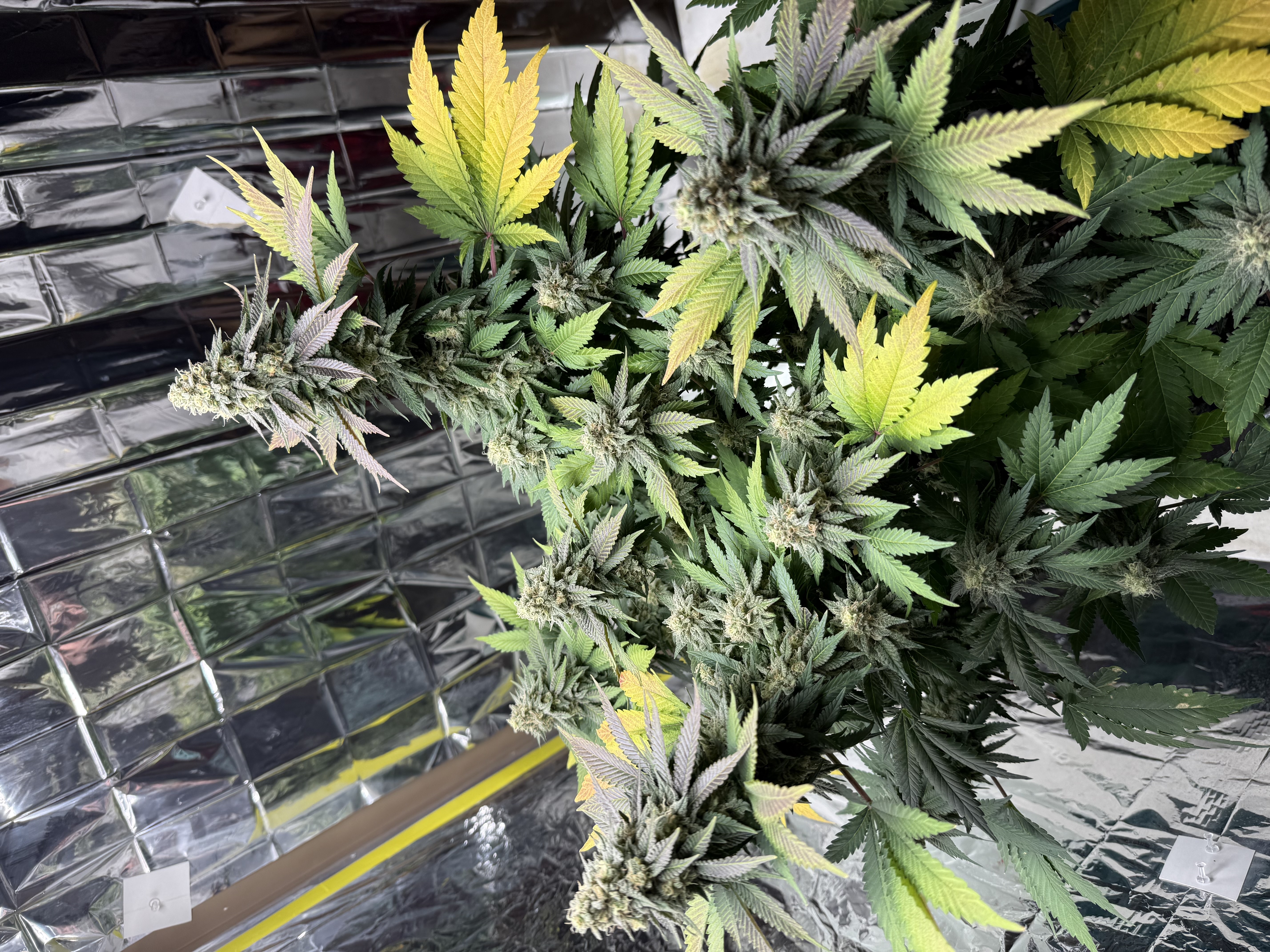 Blue Dream — flower, day 106