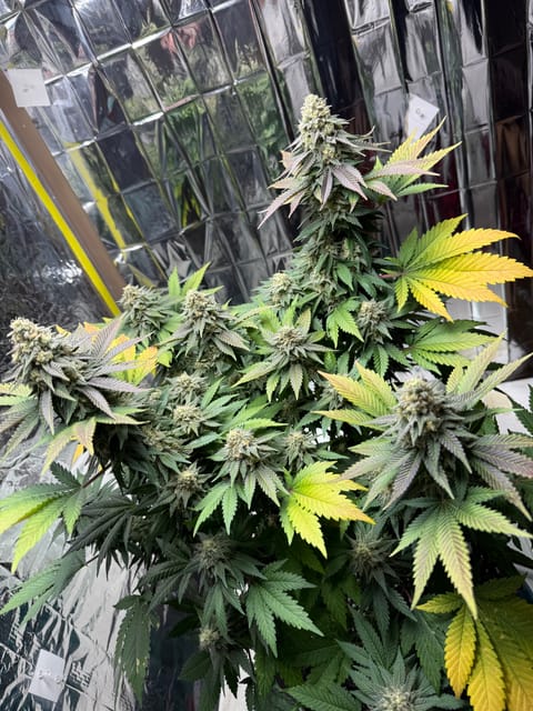 Blue Dream — flower, day 106